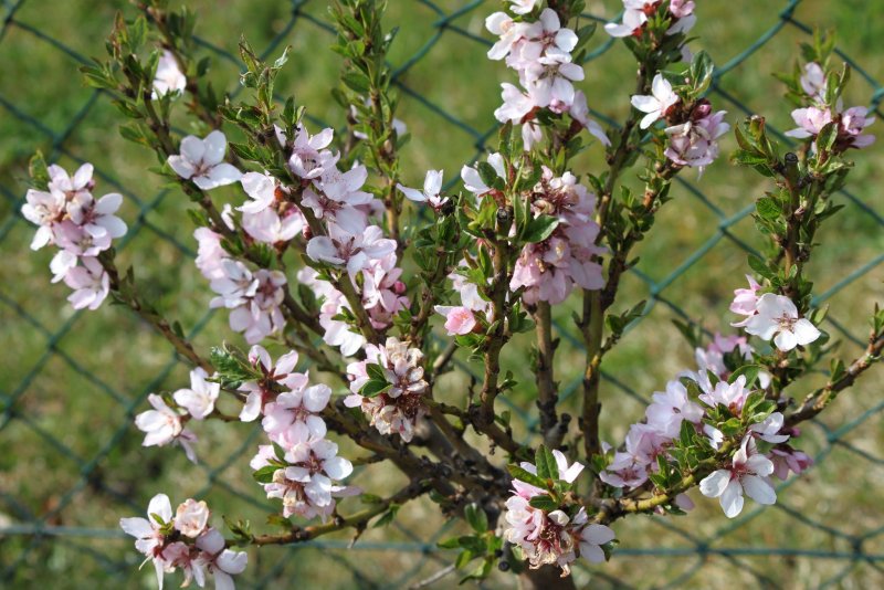 Миндаль обыкновенный (Amygdalus communis)