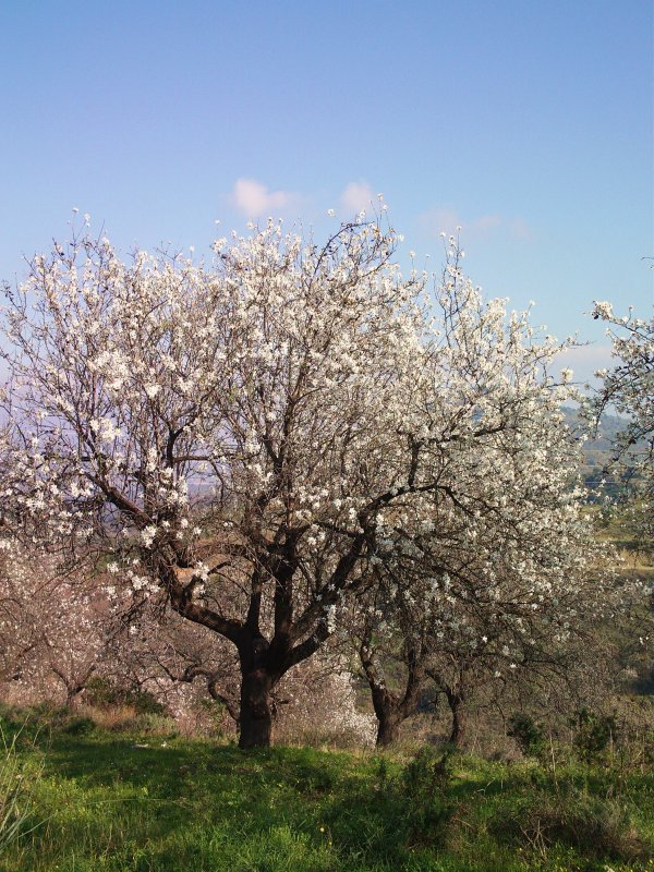 Amygdalus communis миндаль обыкновенный дерево