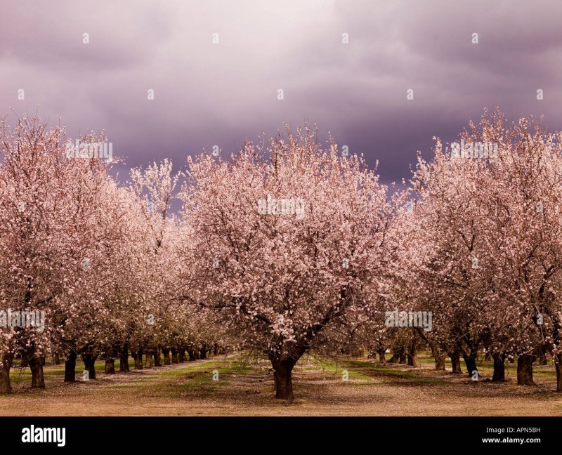 Prunus Dulcis