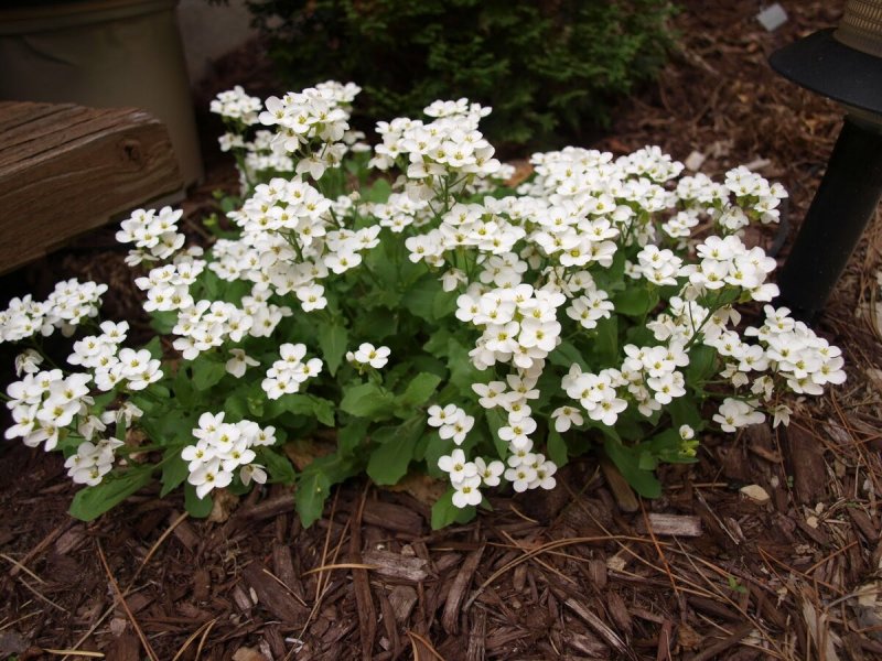 Арабис Arabis Ferdinandi-coburgi variegata