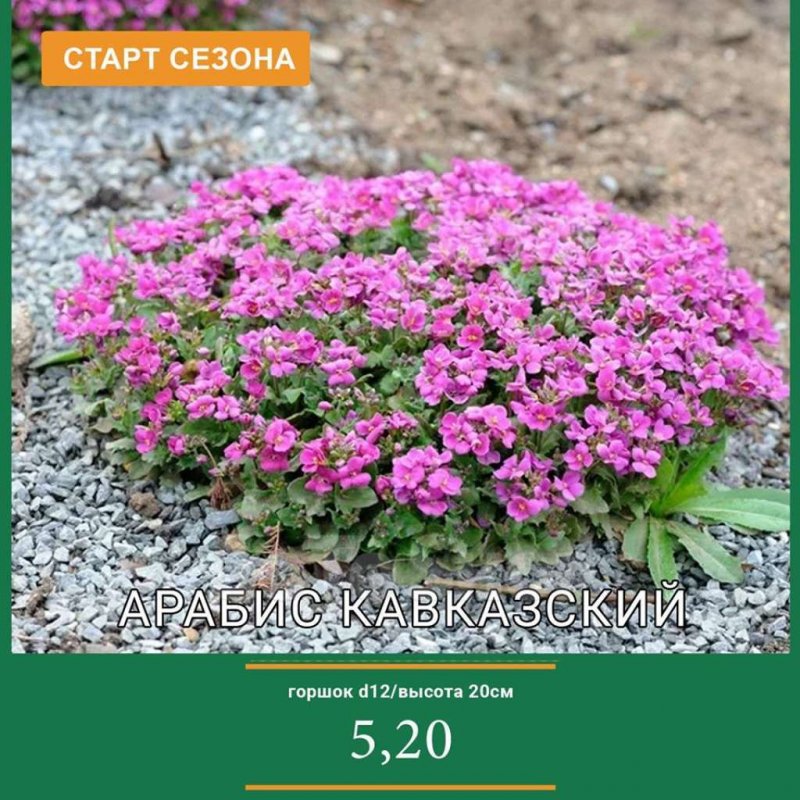 Арабис Альпийский грандифлора