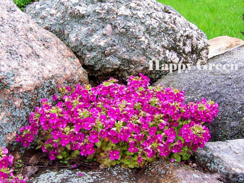 Арабис Arabis Caucasica