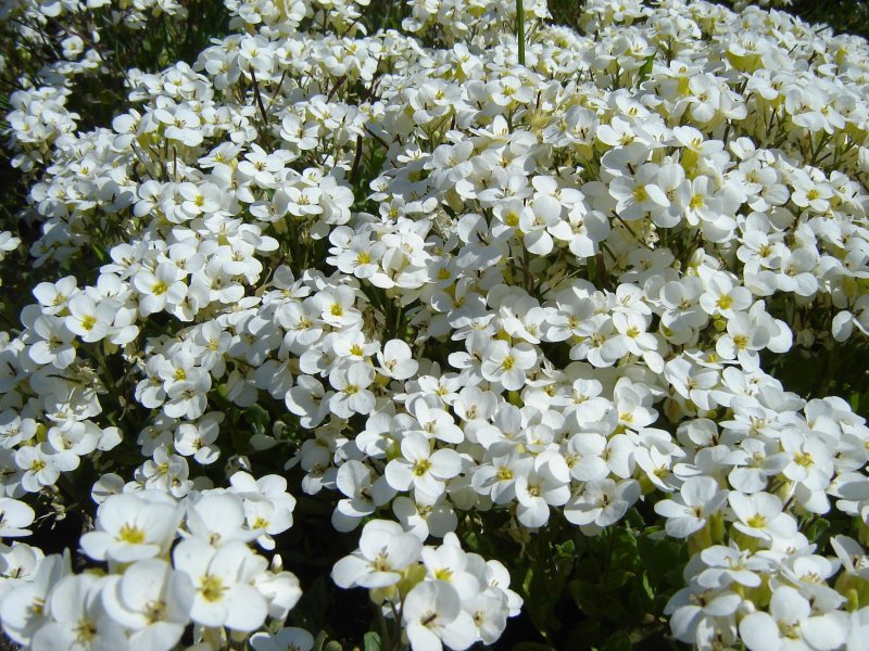 Арабис кавказский / Arabis Caucasica "Lotti White" / (р9)