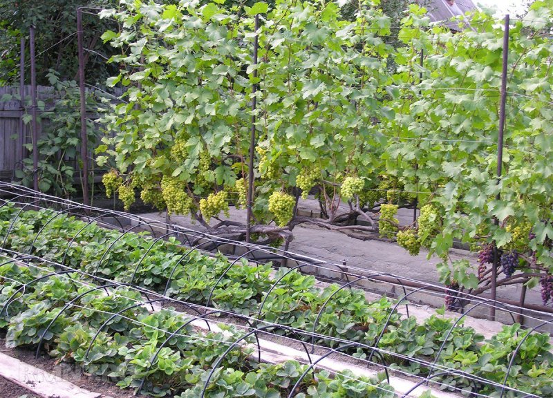 Виноград на дачном участке