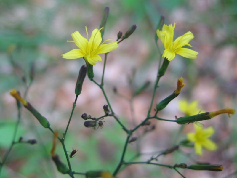 Cicerbita muralis лекарственное растение