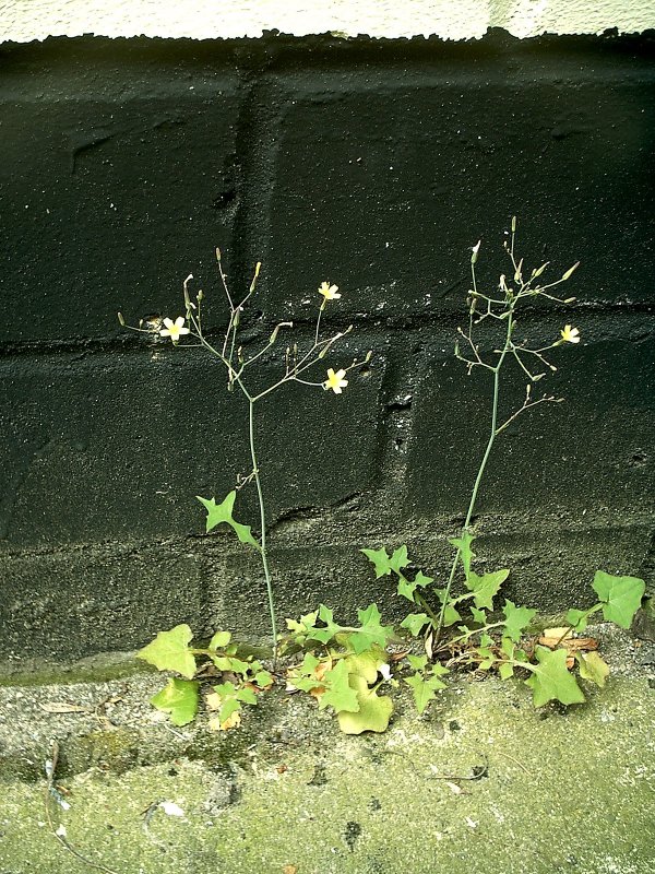 Mycelis muralis