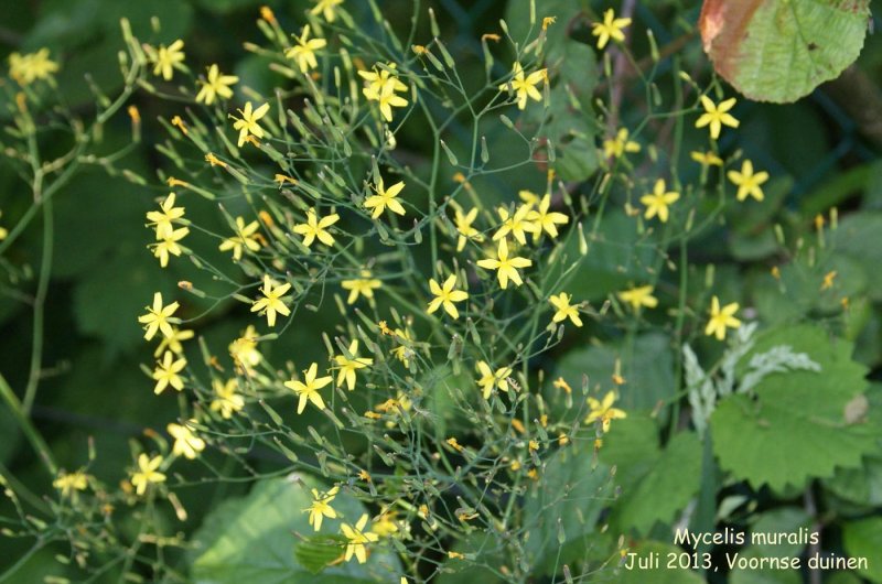 Mycelis muralis