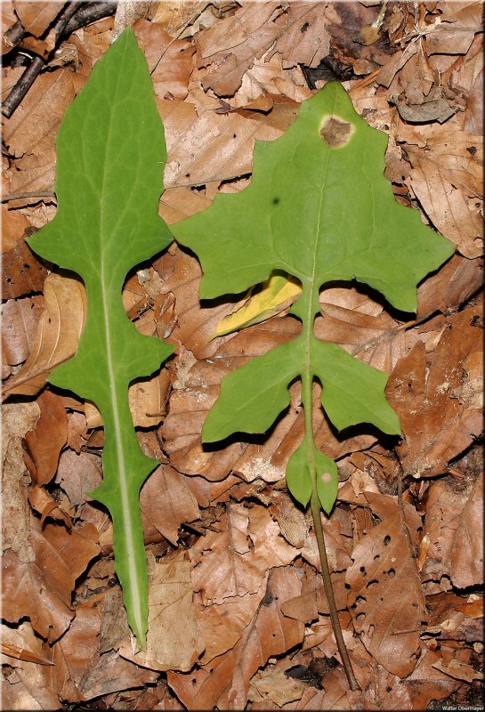 Mycelis muralis