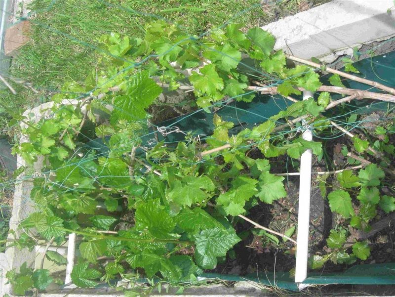 Варианты посадки винограда