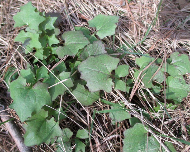 Мицелис стенной (mycelis muralis).