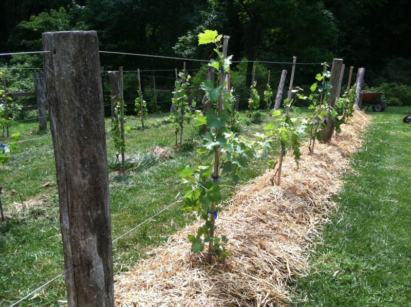 Grape Trellis
