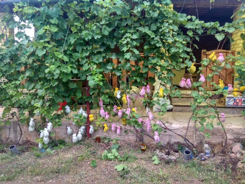 Какие цветы посадить под виноградом