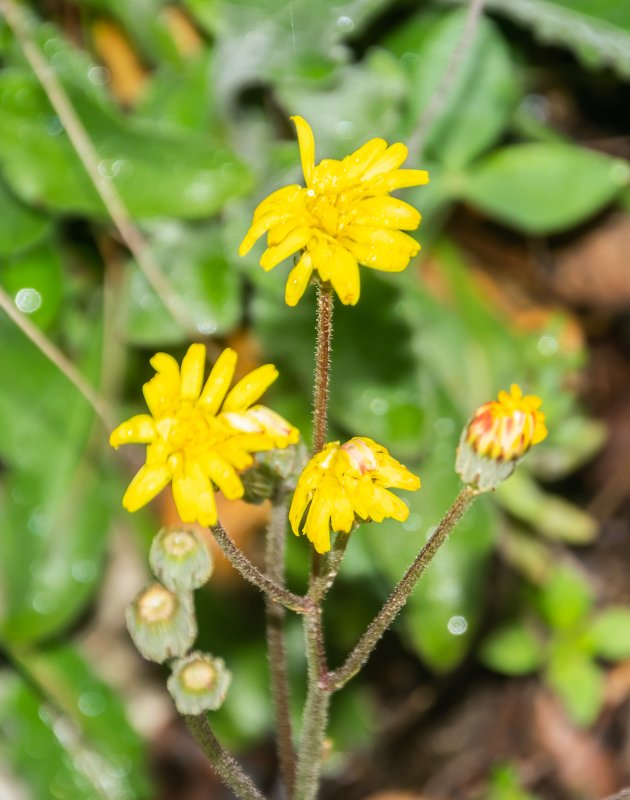 Мицелис стенной (mycelis muralis).