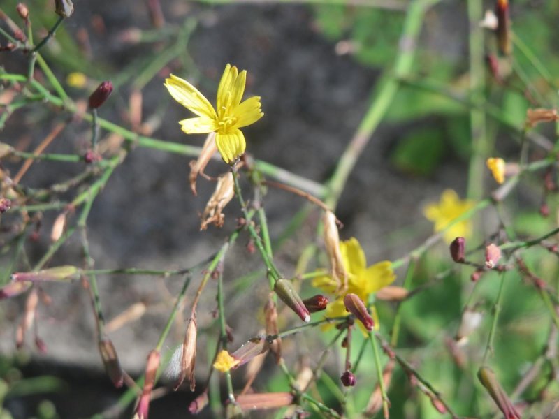 Латук дикий (Lactuca virosa)