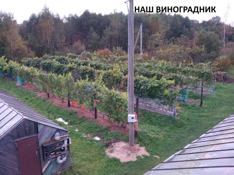 Виноградник на участке