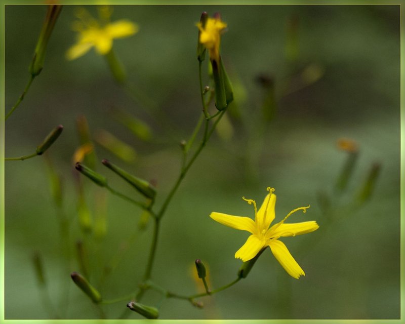 Mycelis muralis