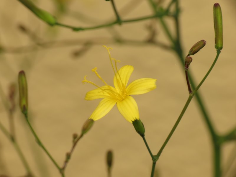 Mycelis muralis