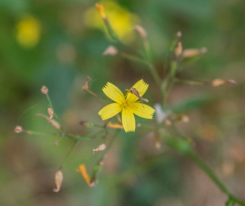 Muralis