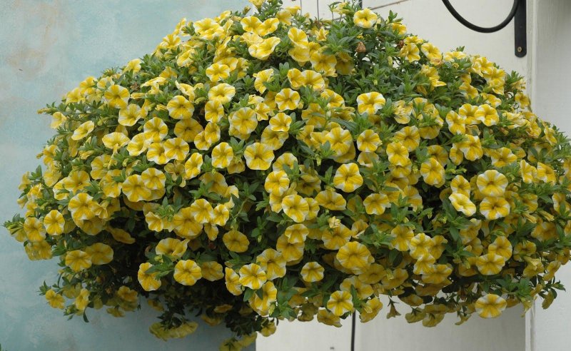 Калибрахоа SUPERBELLS Lemon