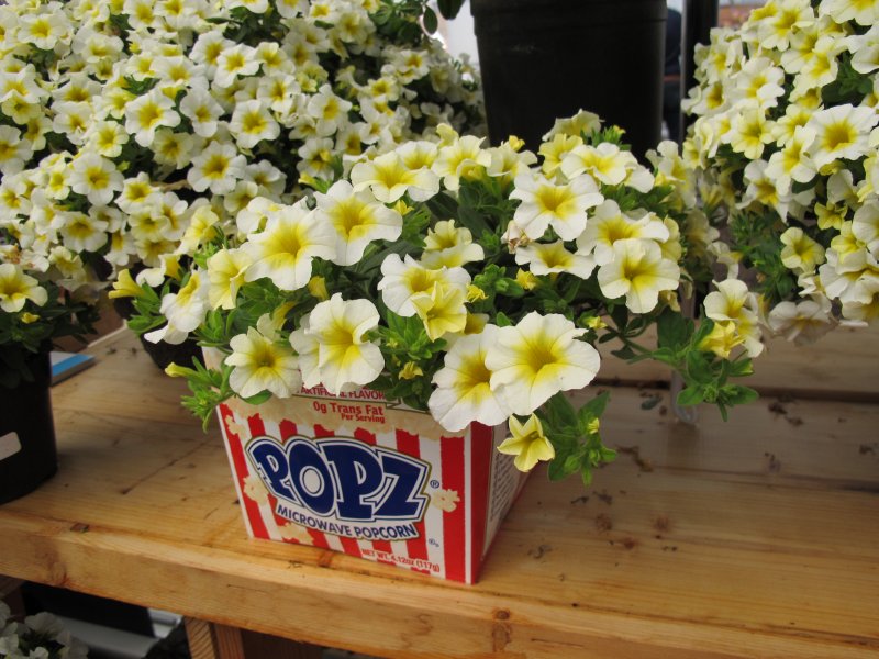 Калибрахоа Calibrachoa kali White Impr.