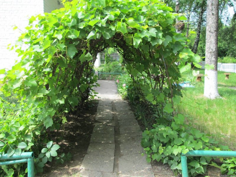 Девичий виноград формировка