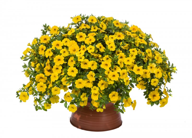 Калибрахоа ампельная