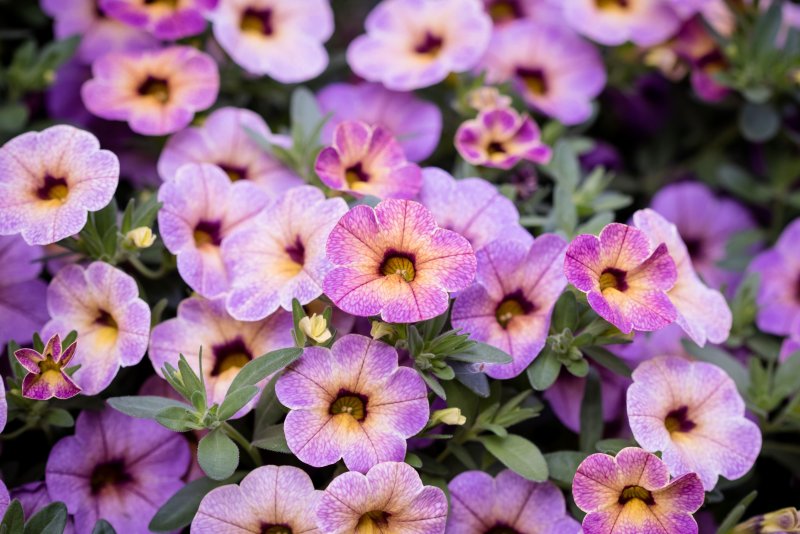 Калибрахоа Calibrachoa kali Red Pink Lace