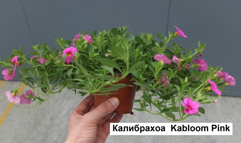 Калибрахоа фуксия