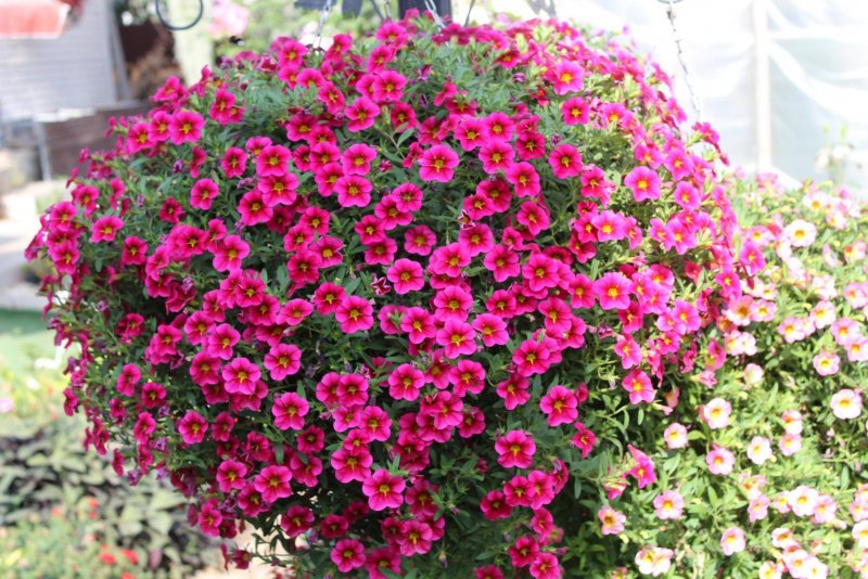 Калибрахоа Double Dark Red