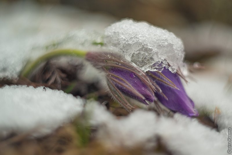 Прострел Луговой Pulsatilla pratensis