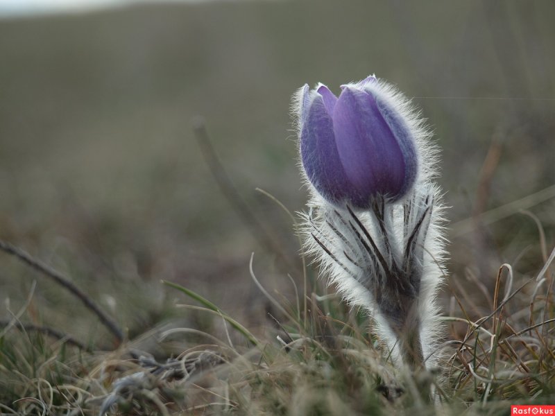 Прострел желтеющий Pulsatilla flavescens