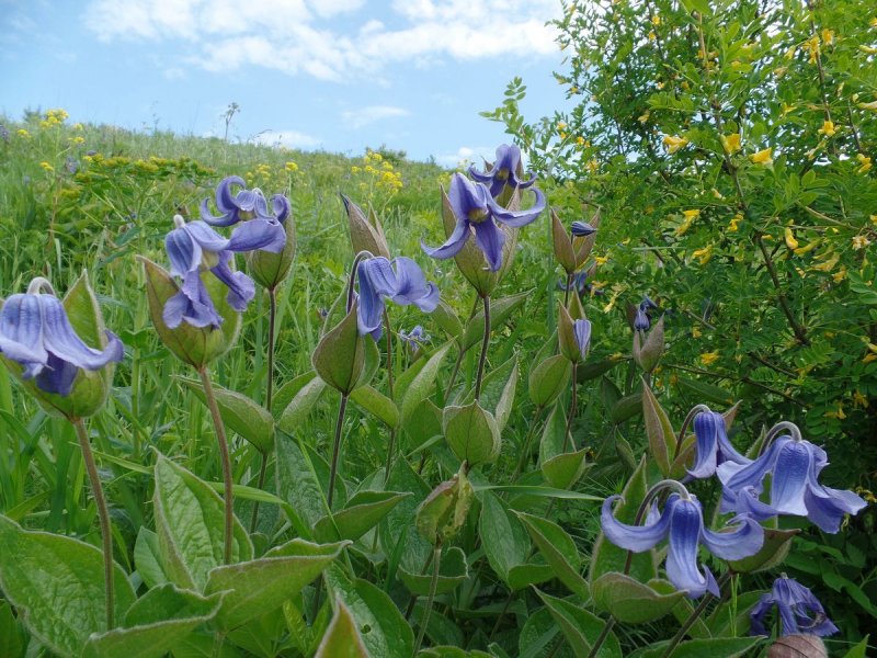 Clematis integrifolia l. - Ломонос цельнолистный