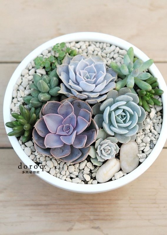 Echeveria (эхеверия) в горшке