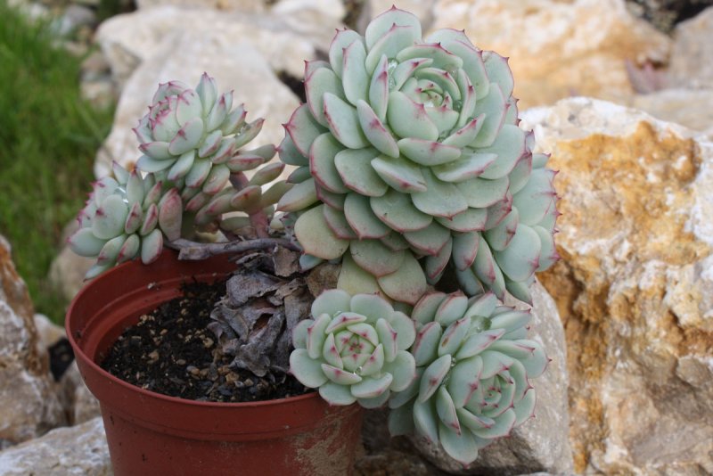 Эхеверия Деренберга Echeveria derenbergii