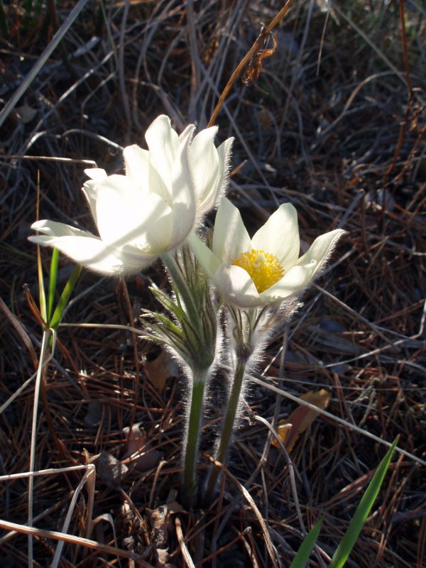 Прострел Тарао лат Pulsatilla taraoi