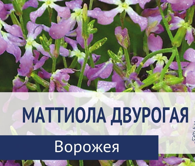 Маттиола ночная фиалка