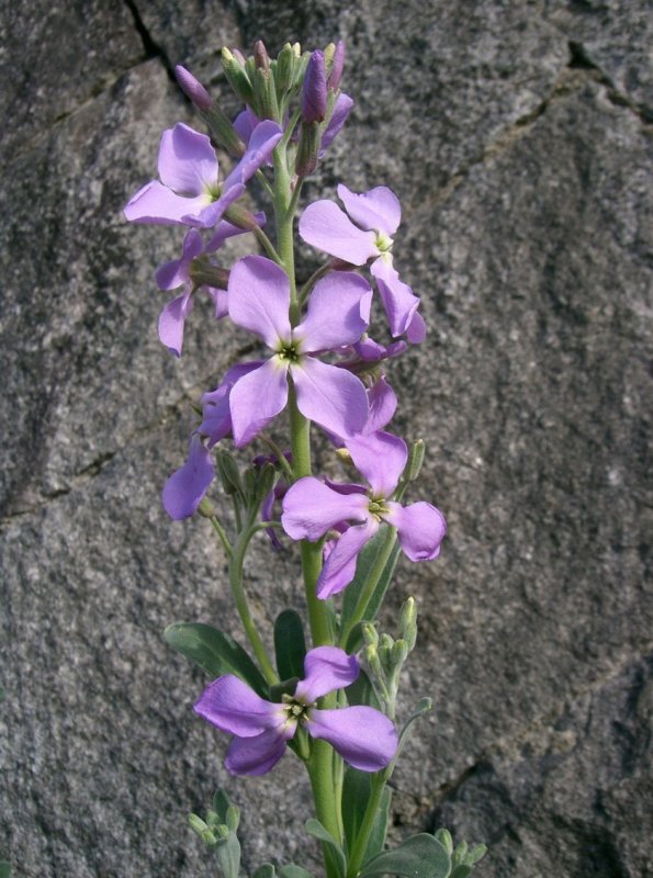 Маттиола Purple