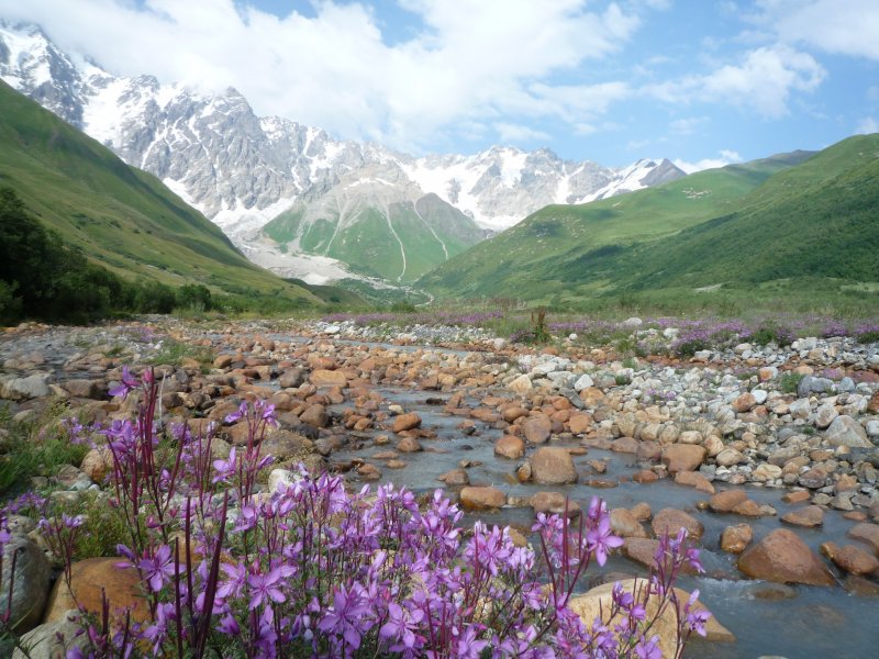 Фламинго ныряет