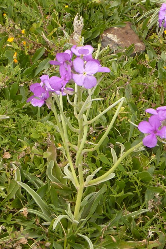 Matthiola fruticulosa