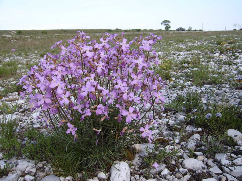 Matthiola fruticulosa