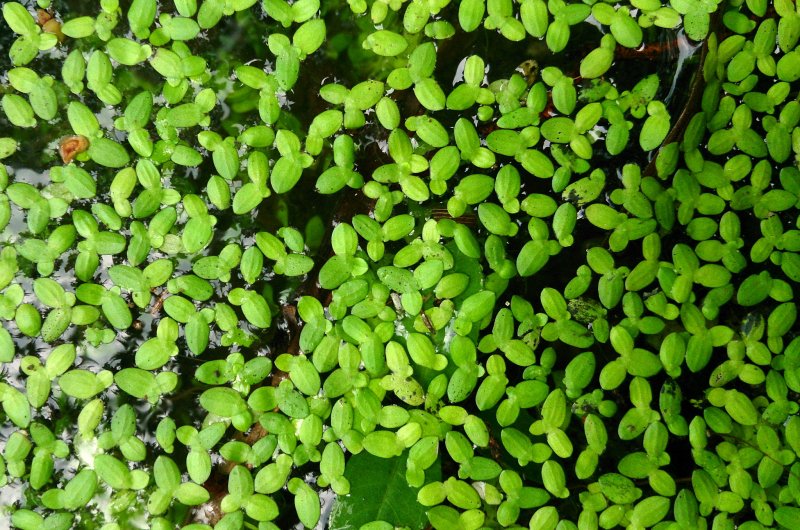 Lemna Minor Ряска