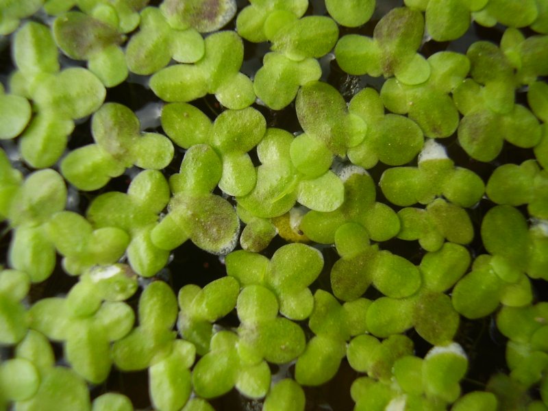Ряска малая Lemna Minor l.