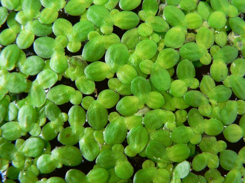 Ряска малая Lemna Minor
