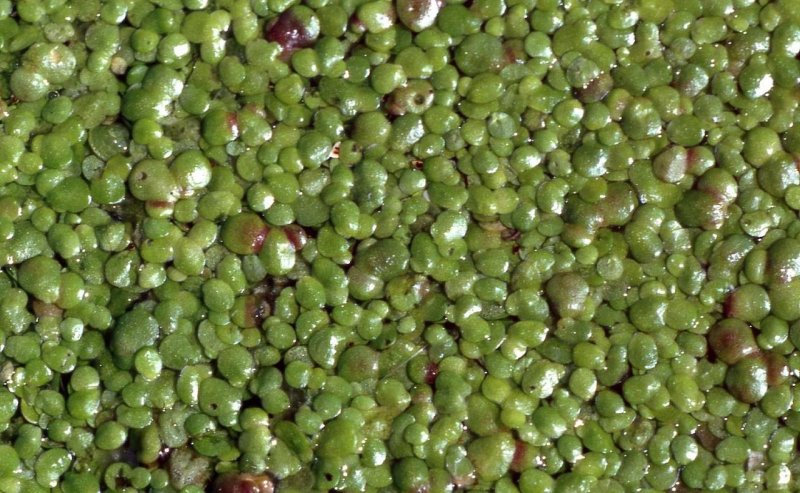 Ряска горбатая (Lemna Gibba l.)