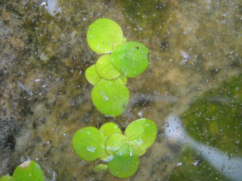 Spirodela polyrhiza (l.) Schleid