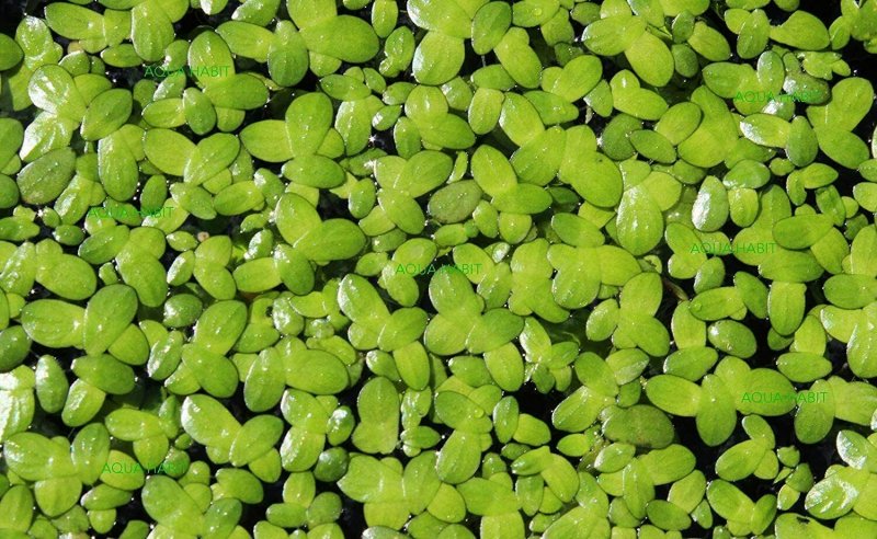 Лабораторная Lemna Minor 3d изображения