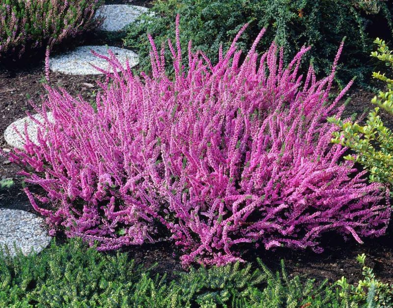 Вереск Calluna vulgaris Jana