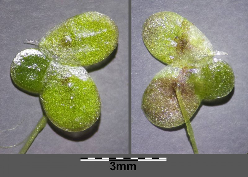 Lemna turionifera vs Minor