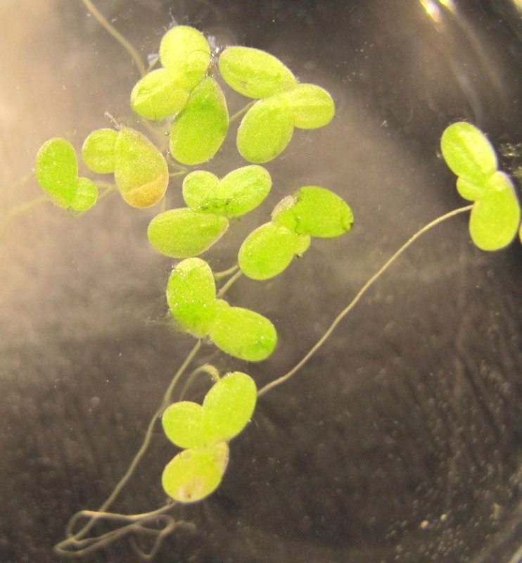 Lemna Minor