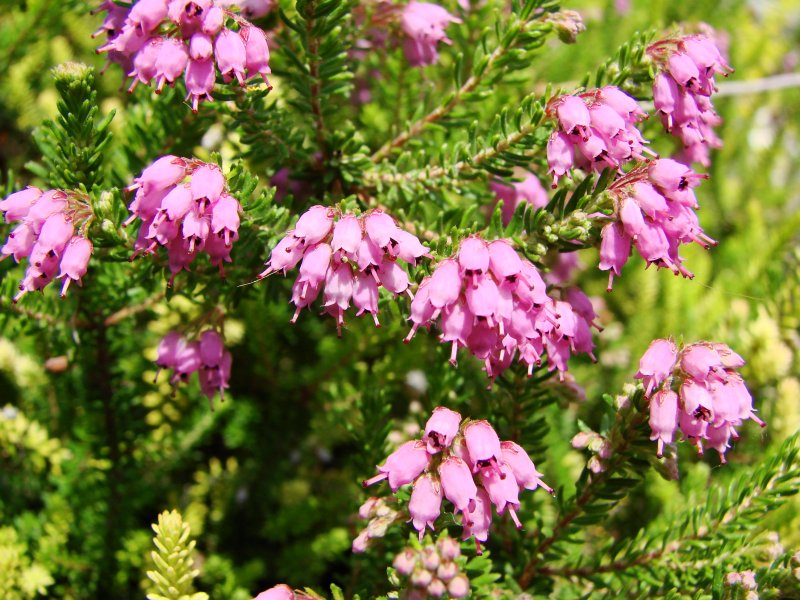 Bruckenthalia spiculifolia